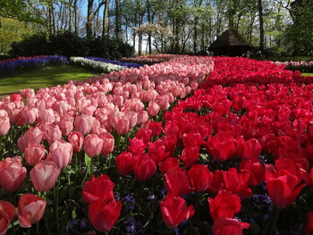 Сезон в цветочном парке Кёкенхоф начнётся в марте 